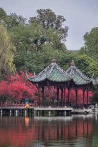 成都地鐵直達免費公園！海棠花已到最佳賞期