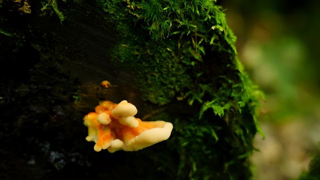 龍苍溝國家級森林公園