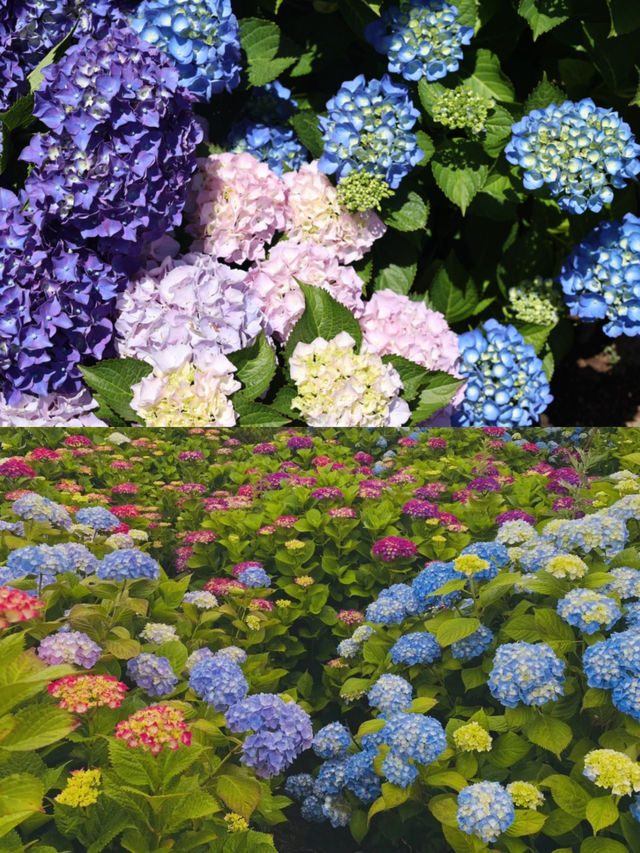 你去看了吗？
济州夏季的绣球花