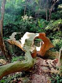 大口國家森林公園奇遇記