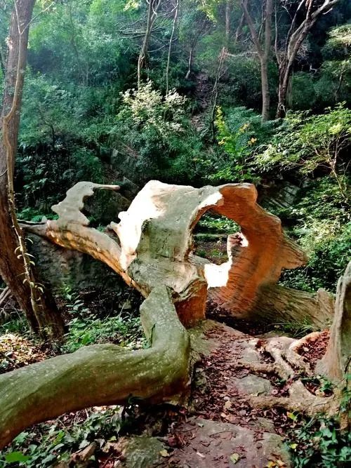 大口國家森林公園奇遇記