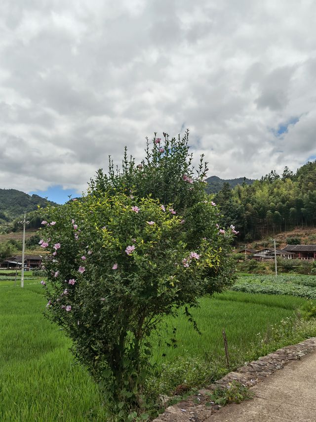 大田-東坂畲族村