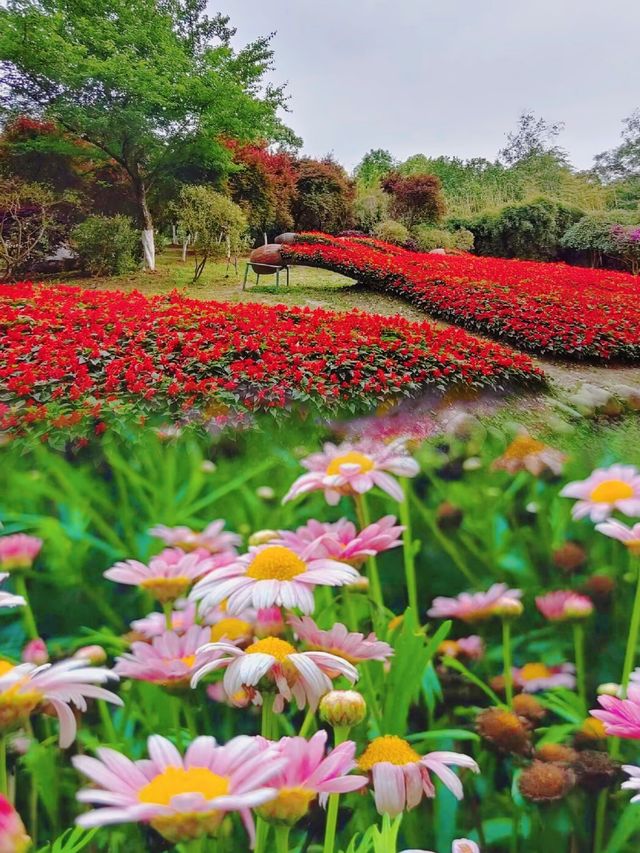 逃離都市喧囂，成都植物園帶你走進自然天堂！