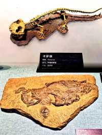 中國古動物館：穿越億年，邂逅地球遠古霸主！