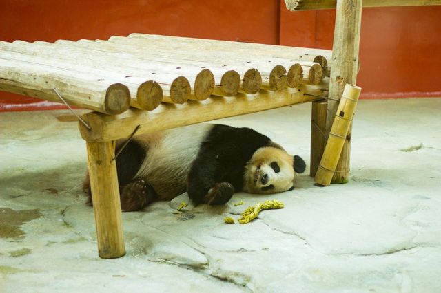 剛回來！！杭州野生動物世界夏日暢玩攻略