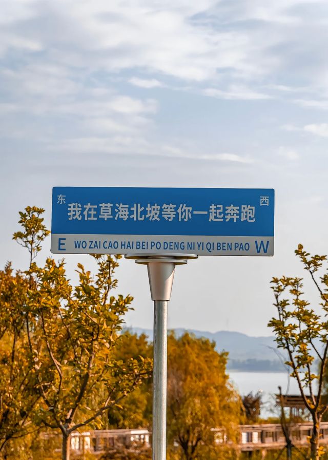 15年等待的候鳥