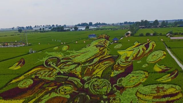 沙田稻夢空間 | 超美麗嘅稻田之旅。