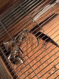 一次撸盡卡皮巴拉玄鳳鸚鵡矮腳羊柯爾鴨!