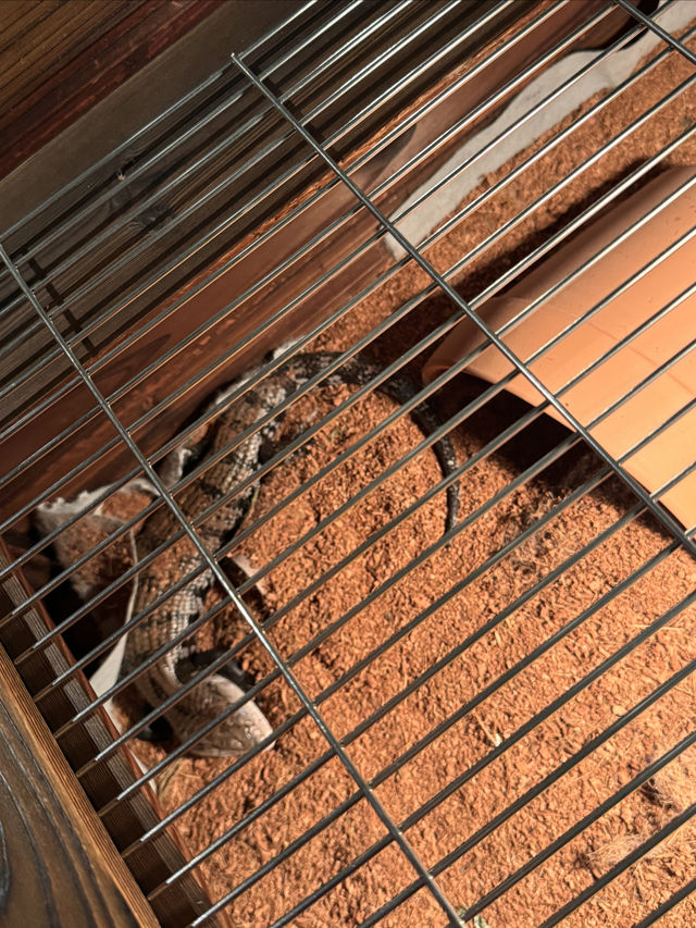 一次撸盡卡皮巴拉玄鳳鸚鵡矮腳羊柯爾鴨! 一次撸盡卡皮巴拉玄鳳鸚鵡矮腳羊柯爾鴨!