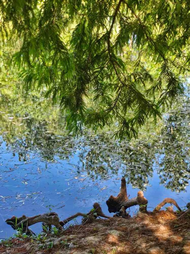 公園避暑 | 遇見超美的水上森林。。 公園避暑 | 遇見超美的水上森林。。