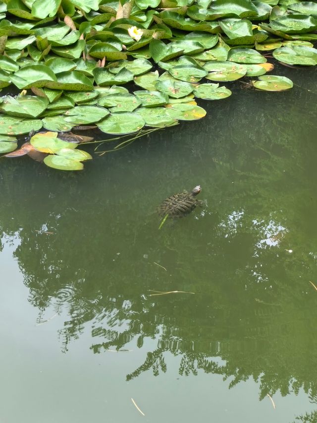 國慶避人潮，蘇州怡園靜候您的悠然時光。