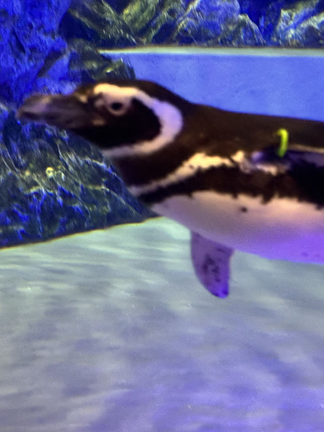The Super Family Friendly Sumida Aquarium, The Wonders Of the Deep In Tokyo!