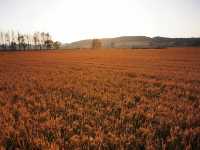 中國關藥博物館。