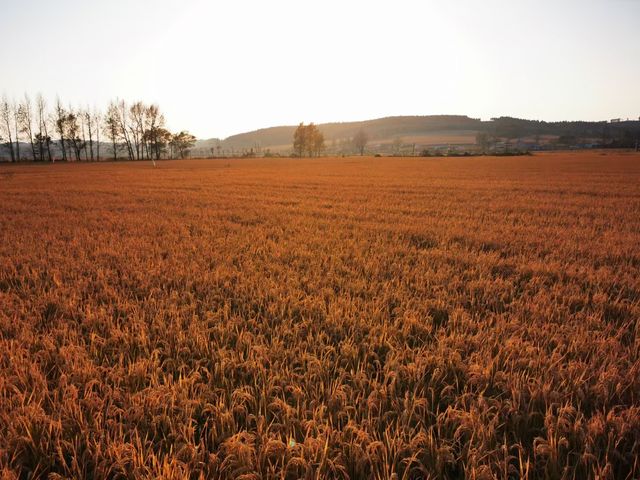 中國關藥博物館。 中國關藥博物館。