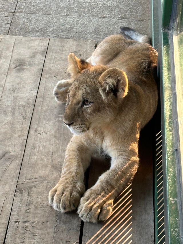 秦皇島野生動物園｜秋天必去遊玩好地方。