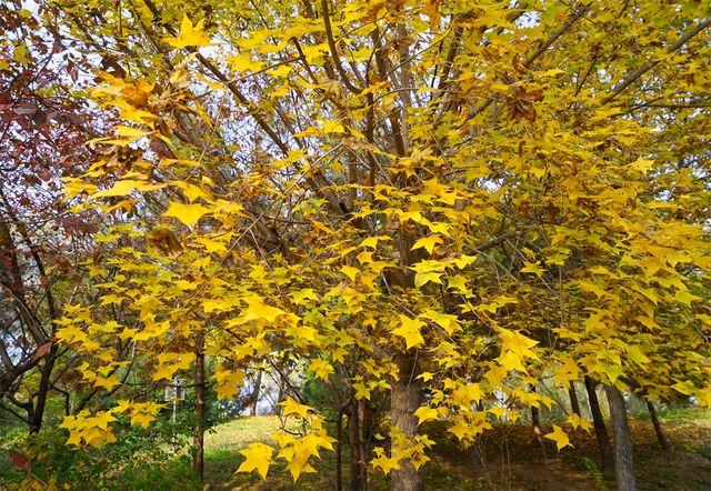 秋日裡，走進有著農耕印記的北坞公園。