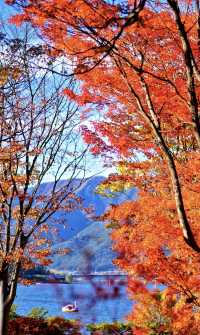 東京河口湖富士山賞紅葉全攻略。