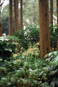 上海1%人才知道的古典園林賞菊好去處！。