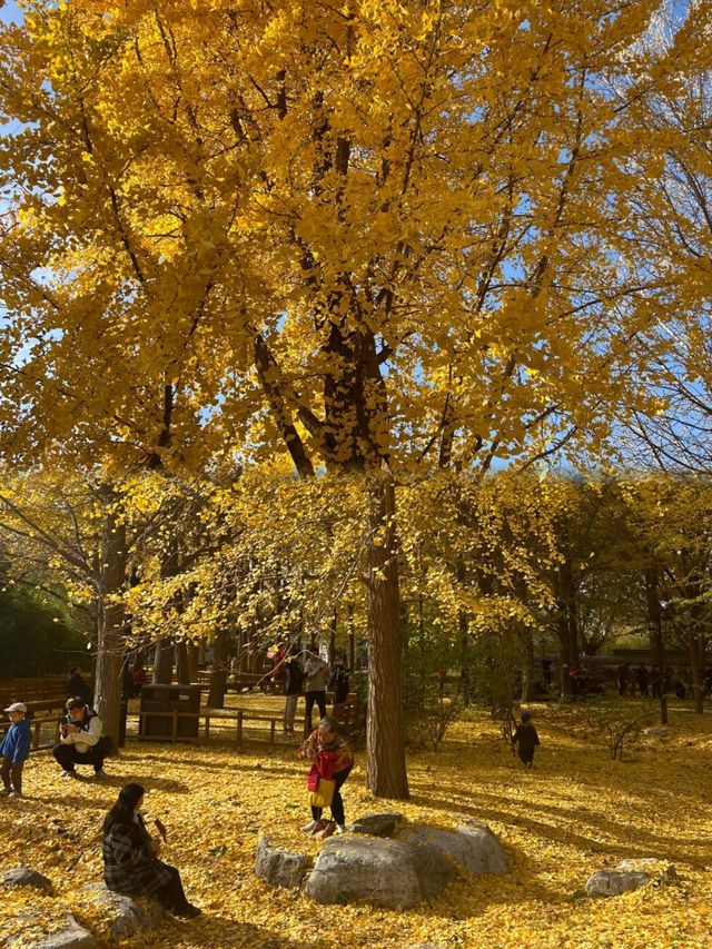 陶然亭公園｜京城秋韻寶藏地！