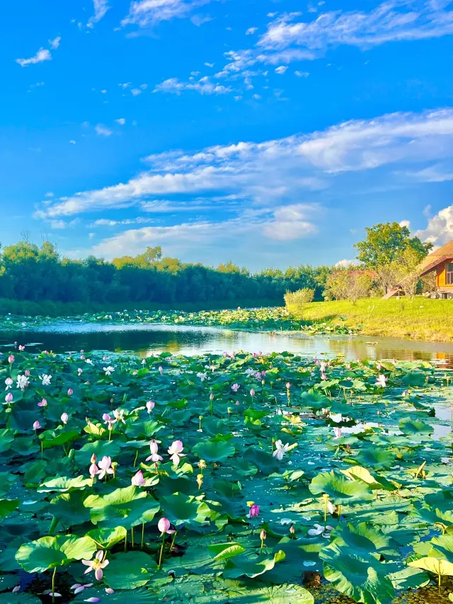 Jiamusi–Jixi–Mudanjiang 8-Day In-Depth Tour: A Complete Guide!