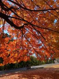 Autumn is the most beautiful season!! 