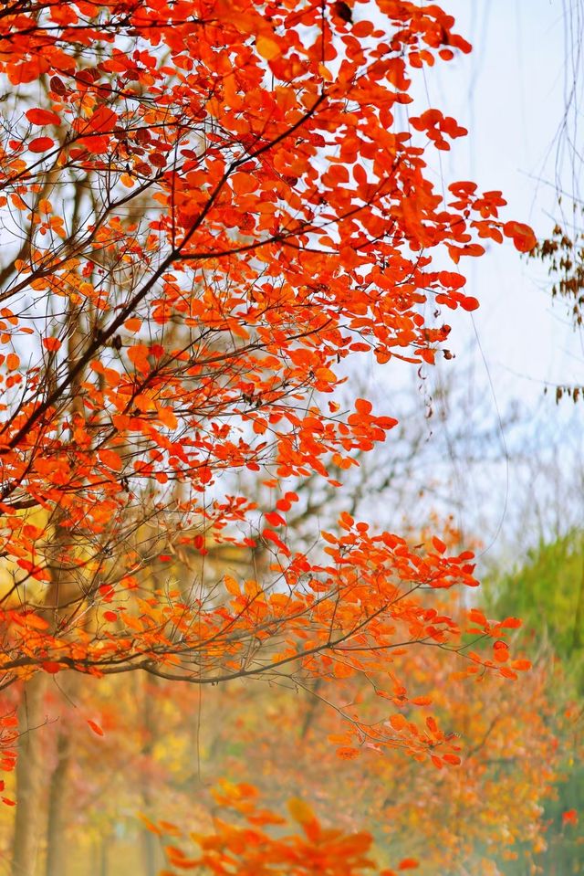 走進北宮國家森林公園。
