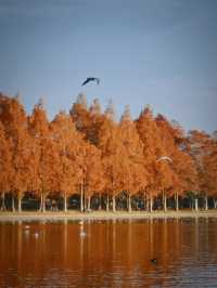 東京紅葉觀賞地｜秋日最美水鄉公園。