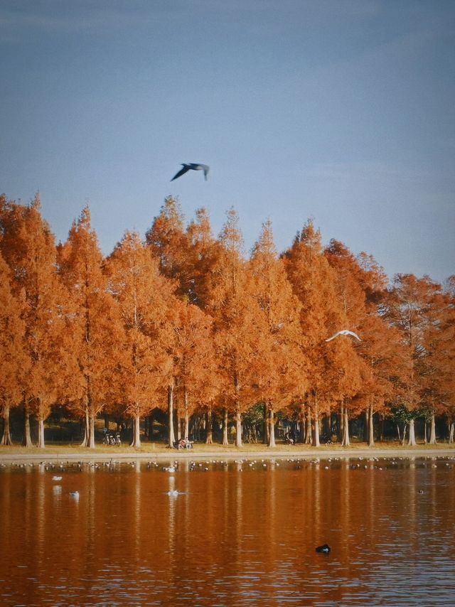 東京紅葉觀賞地｜秋日最美水鄉公園。