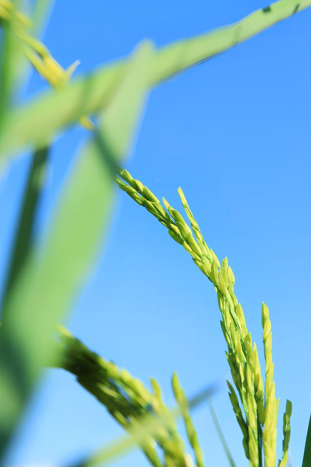 探索野渡谷：每一處風景都是大自然的情書。