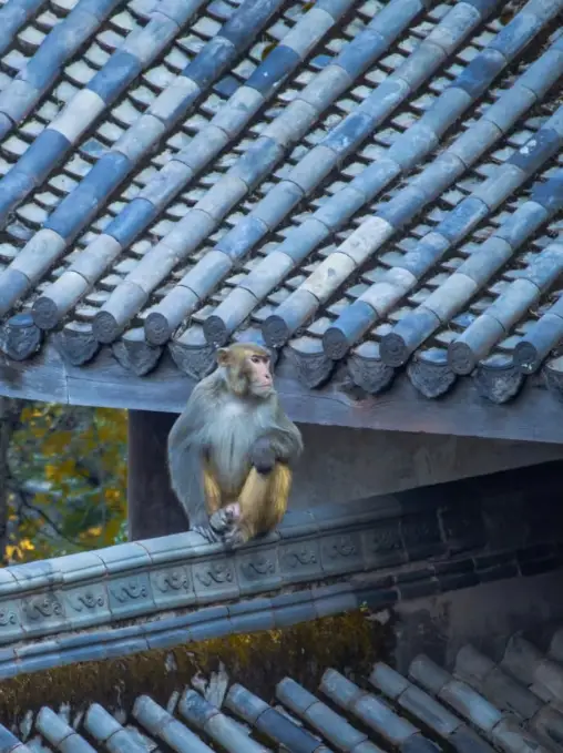 Watch Monkeys Fight at a Millennium-Old Temple | Lushan, Xichang, Liangshan Prefecture