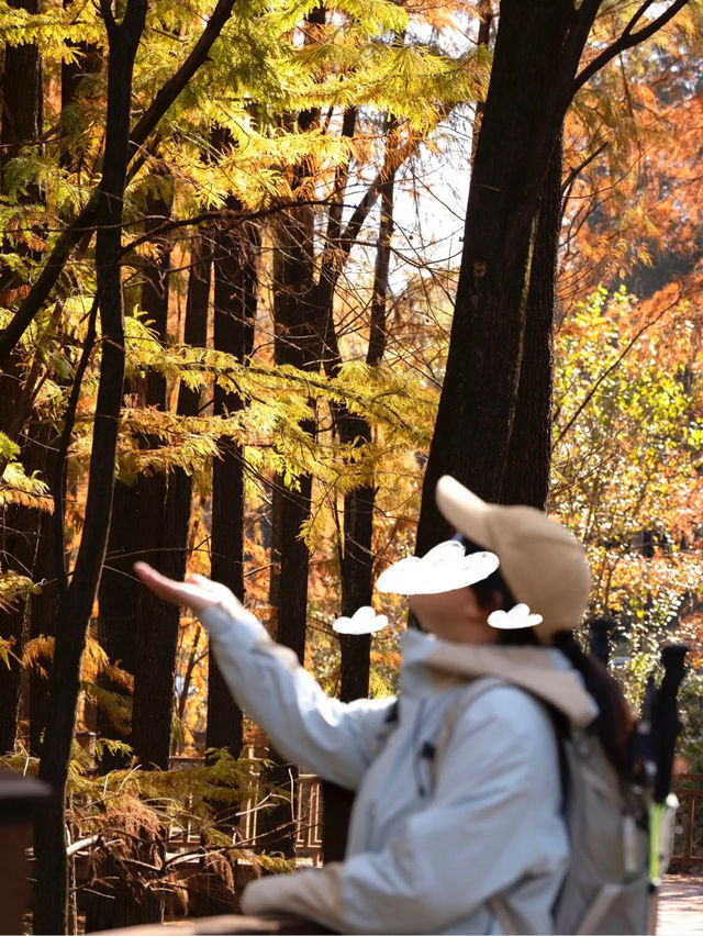 雪竇嶺行山指南（杉樹紅了）。