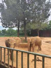 平南雄森動物園｜桂東南的動物王國
