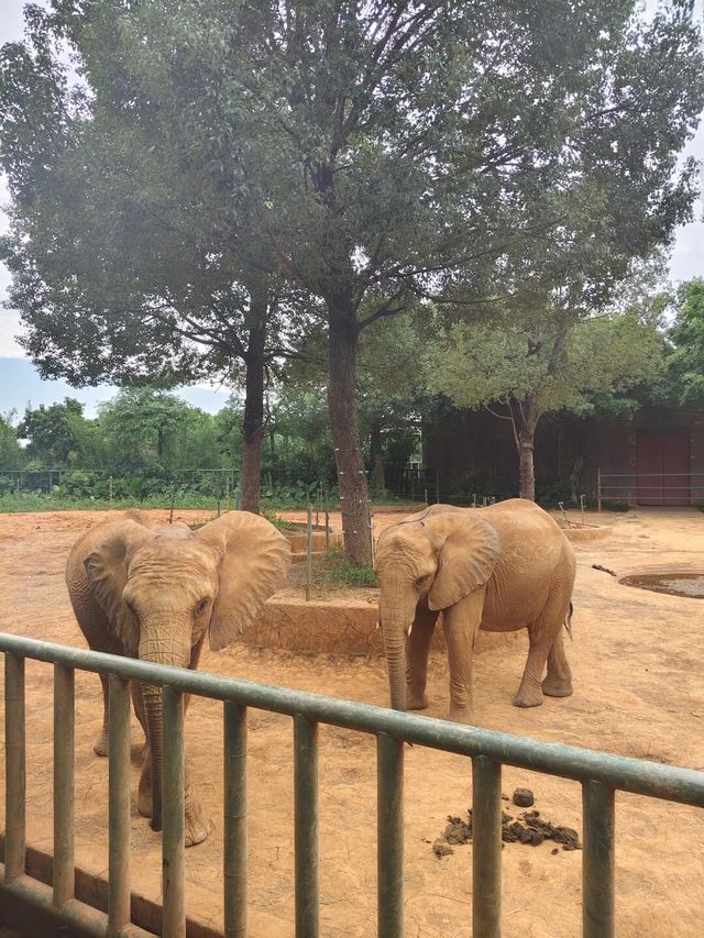 平南雄森動物園｜桂東南的動物王國