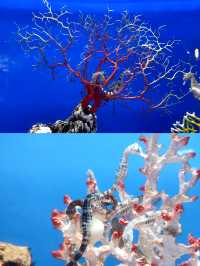 重慶漢海海洋公園位於重慶市巴南區嘉龍路133號。