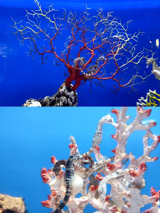 重慶漢海海洋公園位於重慶市巴南區嘉龍路133號。 重慶漢海海洋公園位於重慶市巴南區嘉龍路133號。