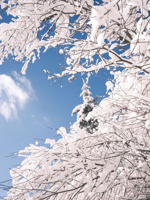 哈爾濱-雪鄉新體驗 邊賞雪邊泡溫泉別錯過