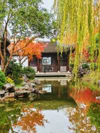 銀杏進入尾聲，秋霞圃的紅葉正當時