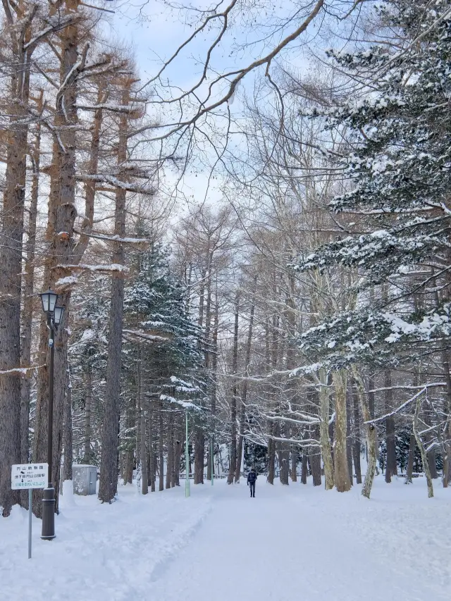 Fly to Sapporo and experience a delicate and romantic winter