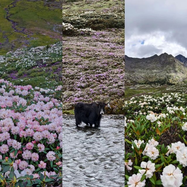 徒步再累也值了！遇見漫山遍野的高山杜鵑