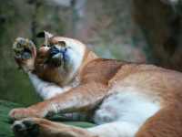 上海動物園遊玩攻略