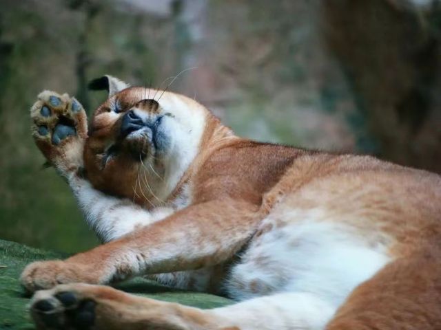 上海動物園遊玩攻略
