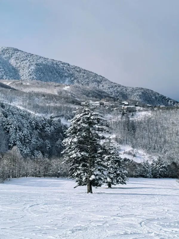 Explore the Dynamic Skiing Experience at Shiga Kogen Ski Resort in Nagano