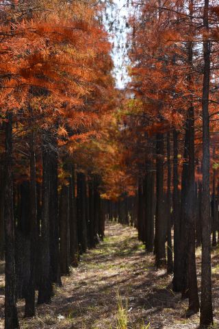 Kunming's hidden photo spot | Red cypress trees at Maliao River