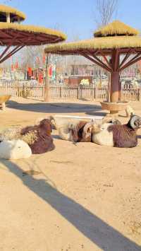 雄安辛瑪森林動物樂園的遊樂設施都有哪些特色呢？