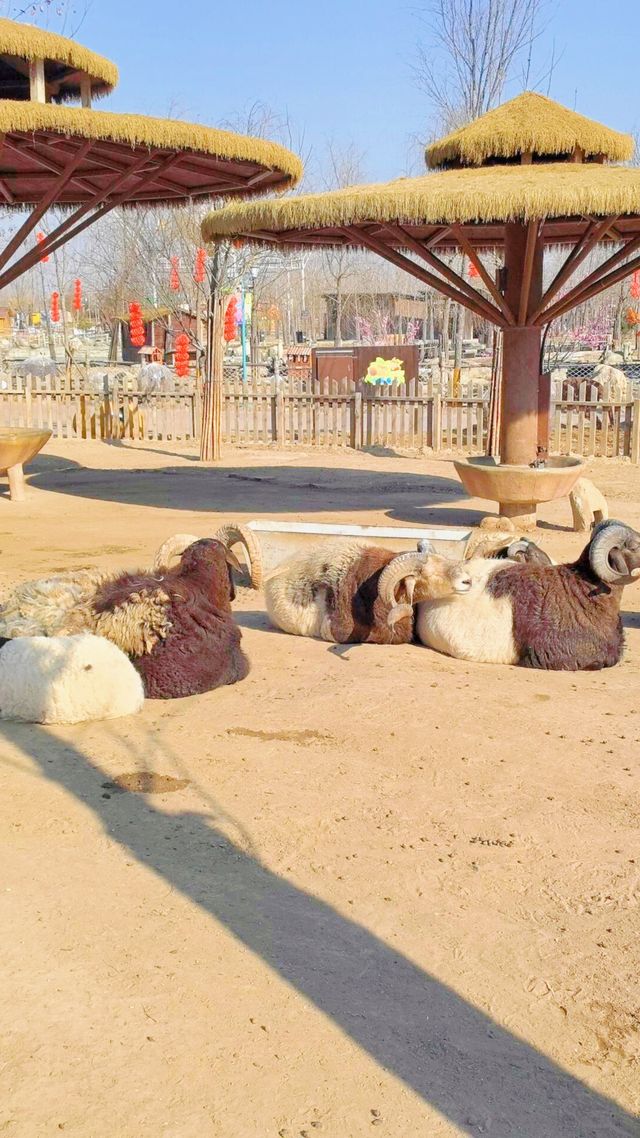 雄安辛瑪森林動物樂園的遊樂設施都有哪些特色呢？