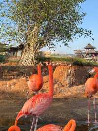 誤入現實版綠野仙蹤 解鎖紅樹林灣濕地公園