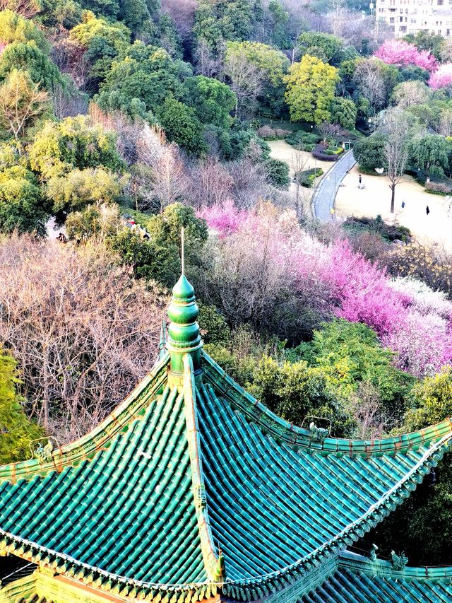 重慶踏青賞梅之鴻恩寺