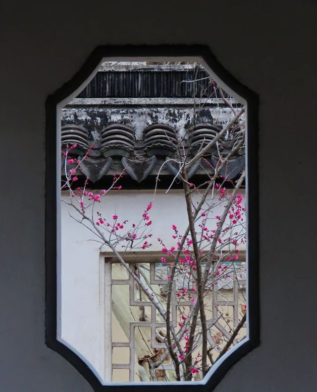 2月17日實拍南京雨花台梅崗梅花已上線今年