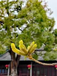 又是一樹黃花