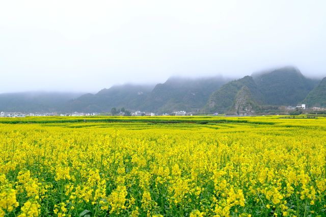 貴州萬峰林千畝油菜花